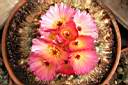 NOTOCACTUS SCHLOSSERI_FIORI.jpg